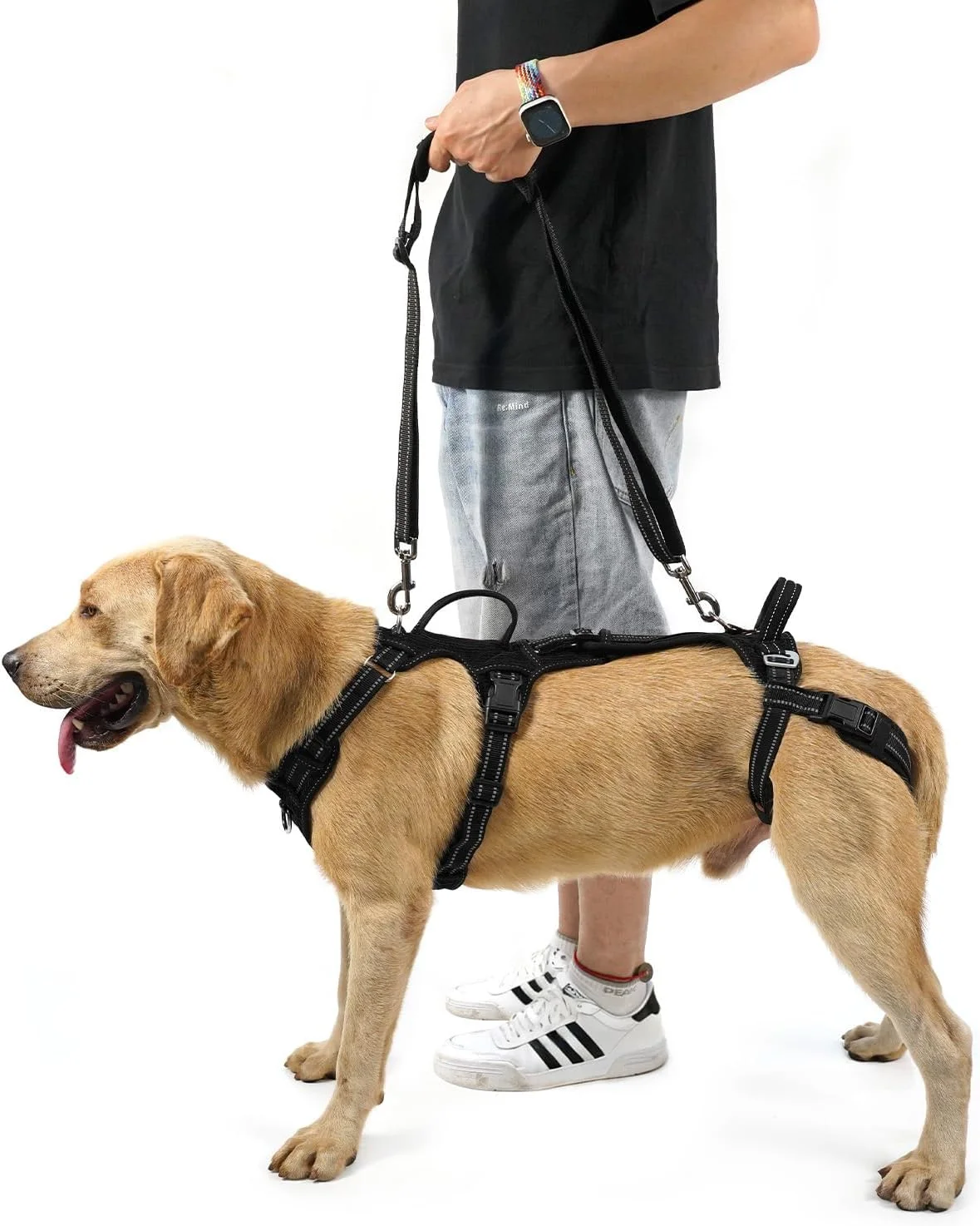 Close-up of COODEO Mobility Lift Harness showing padded straps for comfort on a senior dog