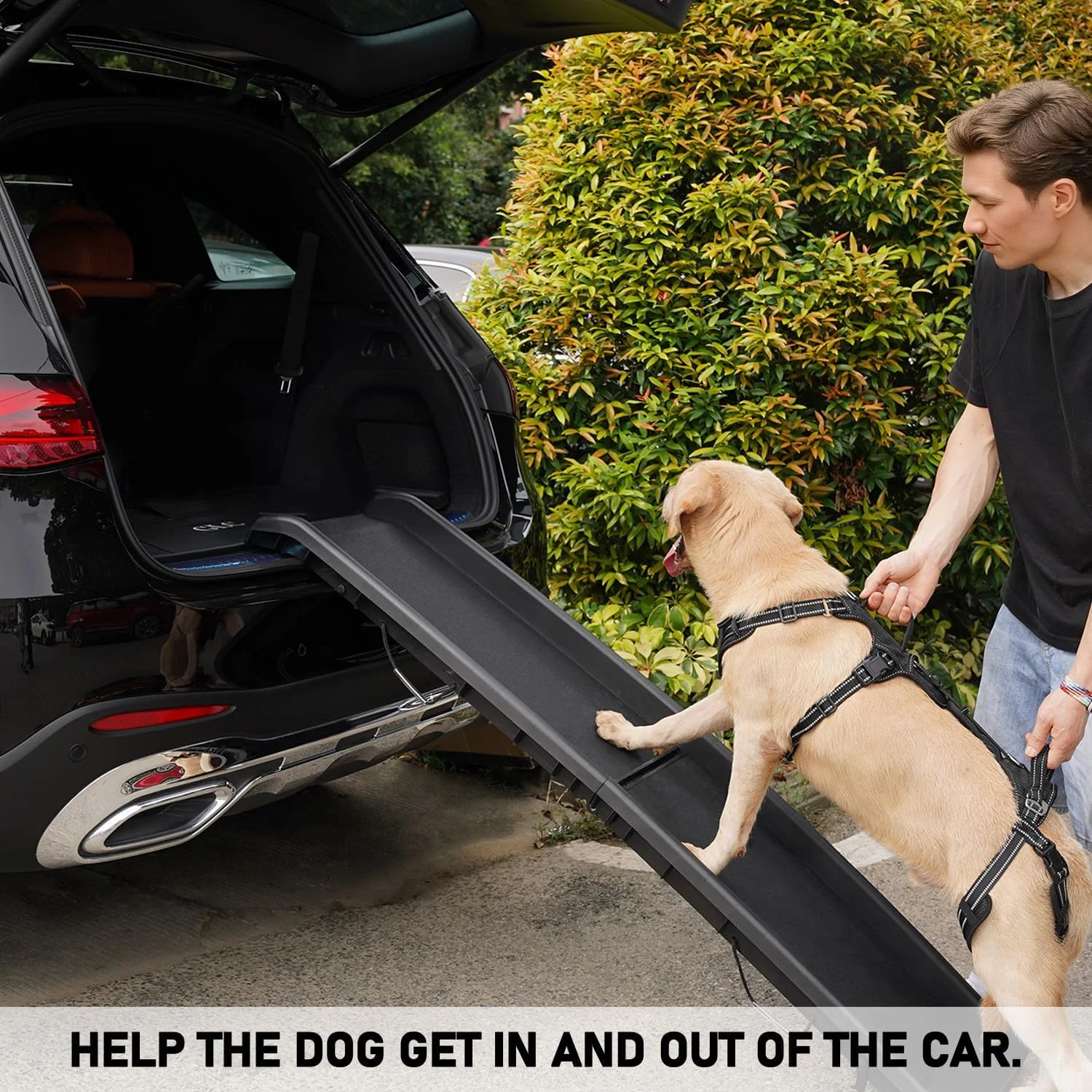 Senior dog comfortably wearing the COODEO Mobility Lift Harness, showcasing breathable material