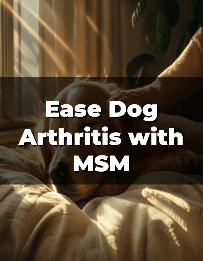 Ease Dog Arthritis with MSM
