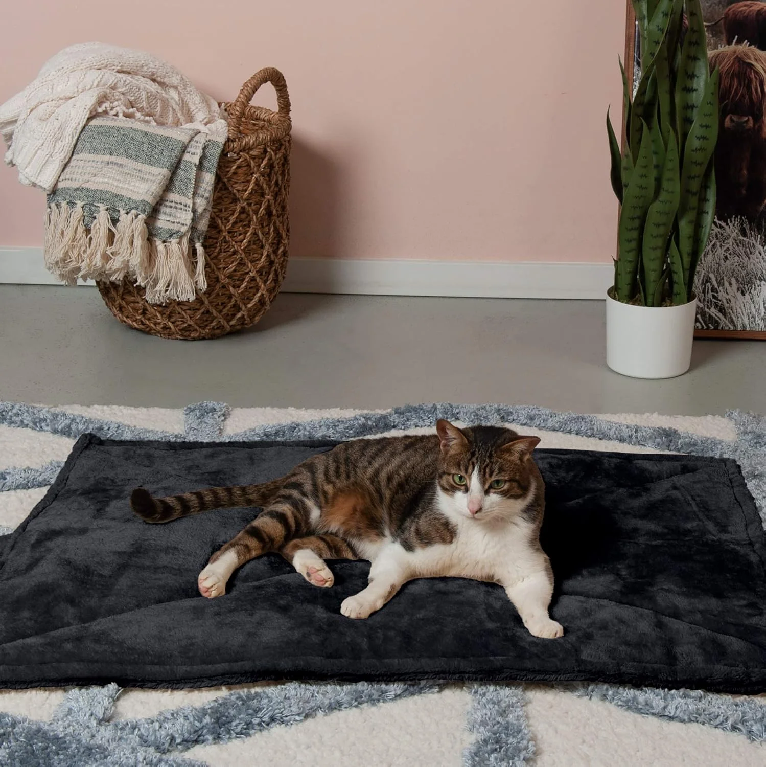 Senior cat napping contentedly on the Furhaven ThermaNAP self-warming bed
