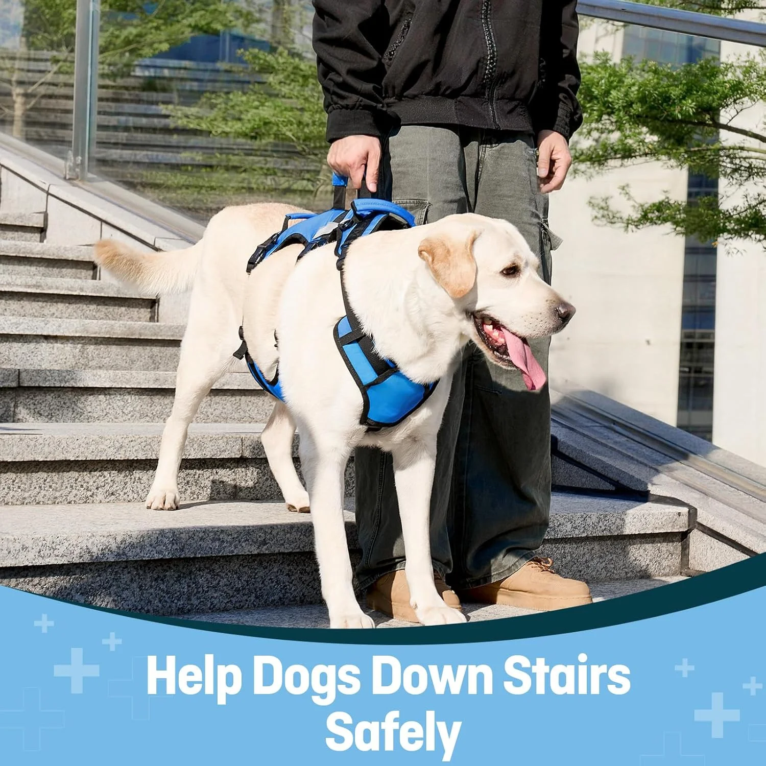 Using Lafoty Dog Lift Harness to assist a senior dog on stairs