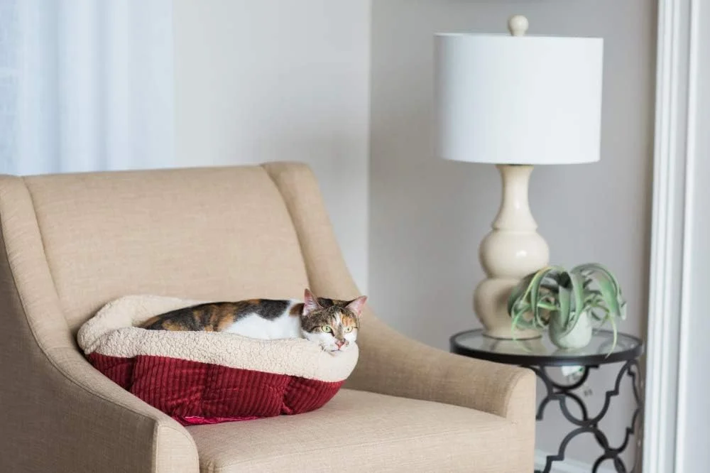 Petmate Aspen Pet Self Warming Round Bed with high, plush sides creating a cozy and secure sleeping space