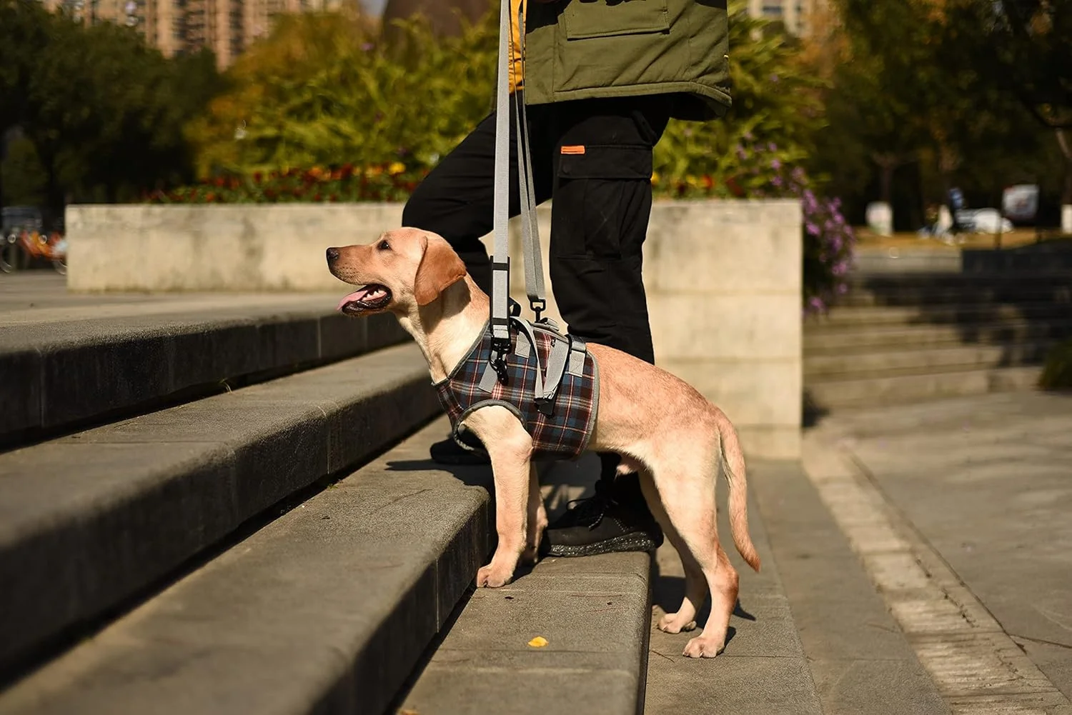 A senior dog looking comfortable and supported wearing the ROZKITCH Dog Lift Harness