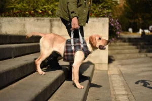 ROZKITCH Dog Lift Harness