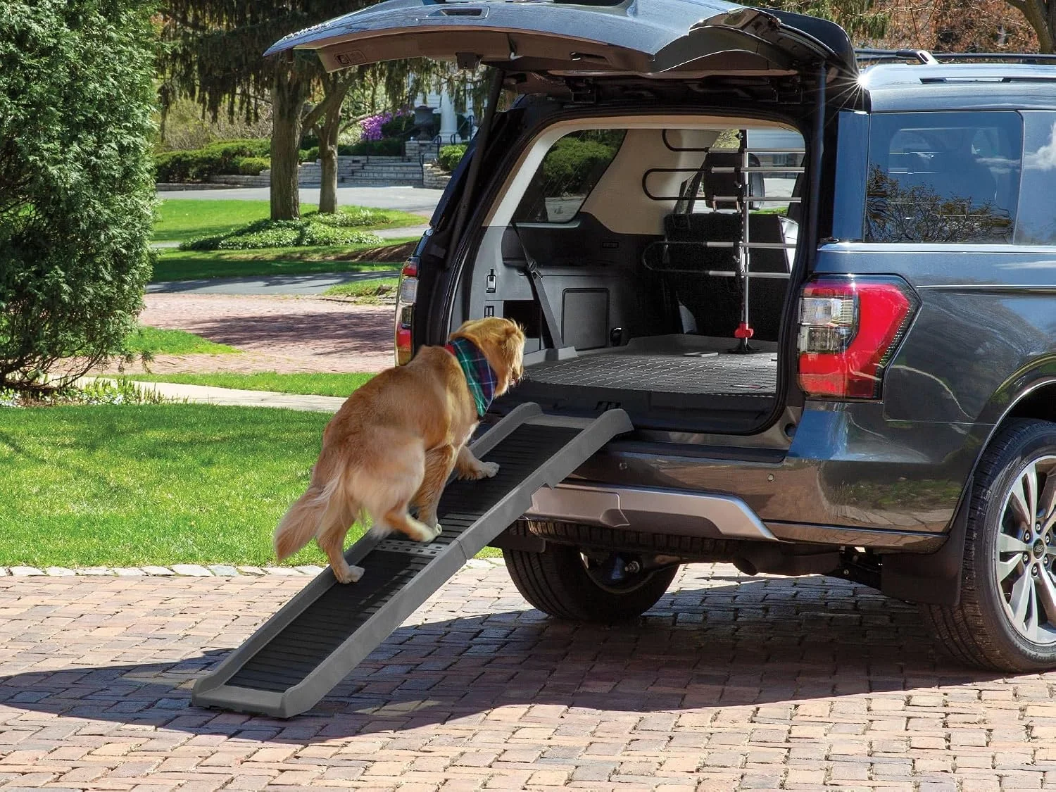 A senior dog confidently walking up the WeatherTech PetRamp