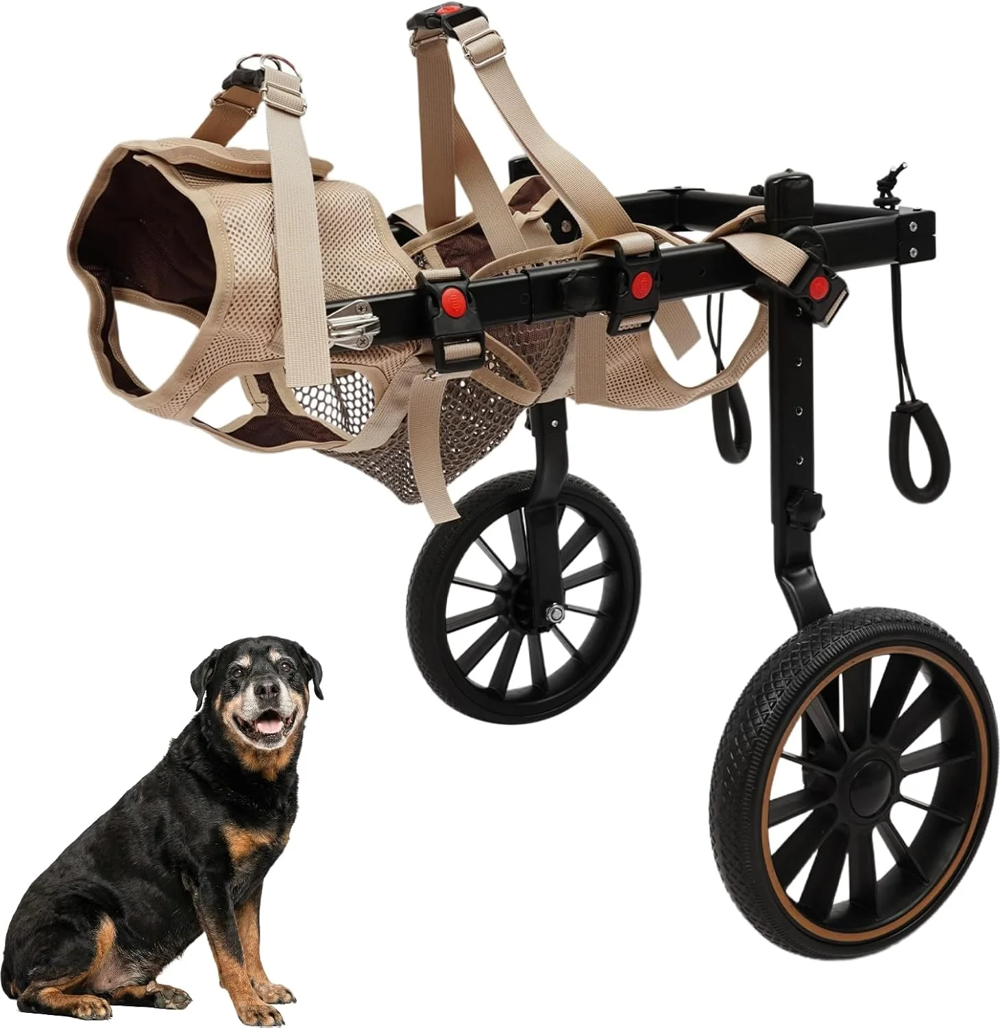 Large dog using a supportive mobility wheelchair in a park