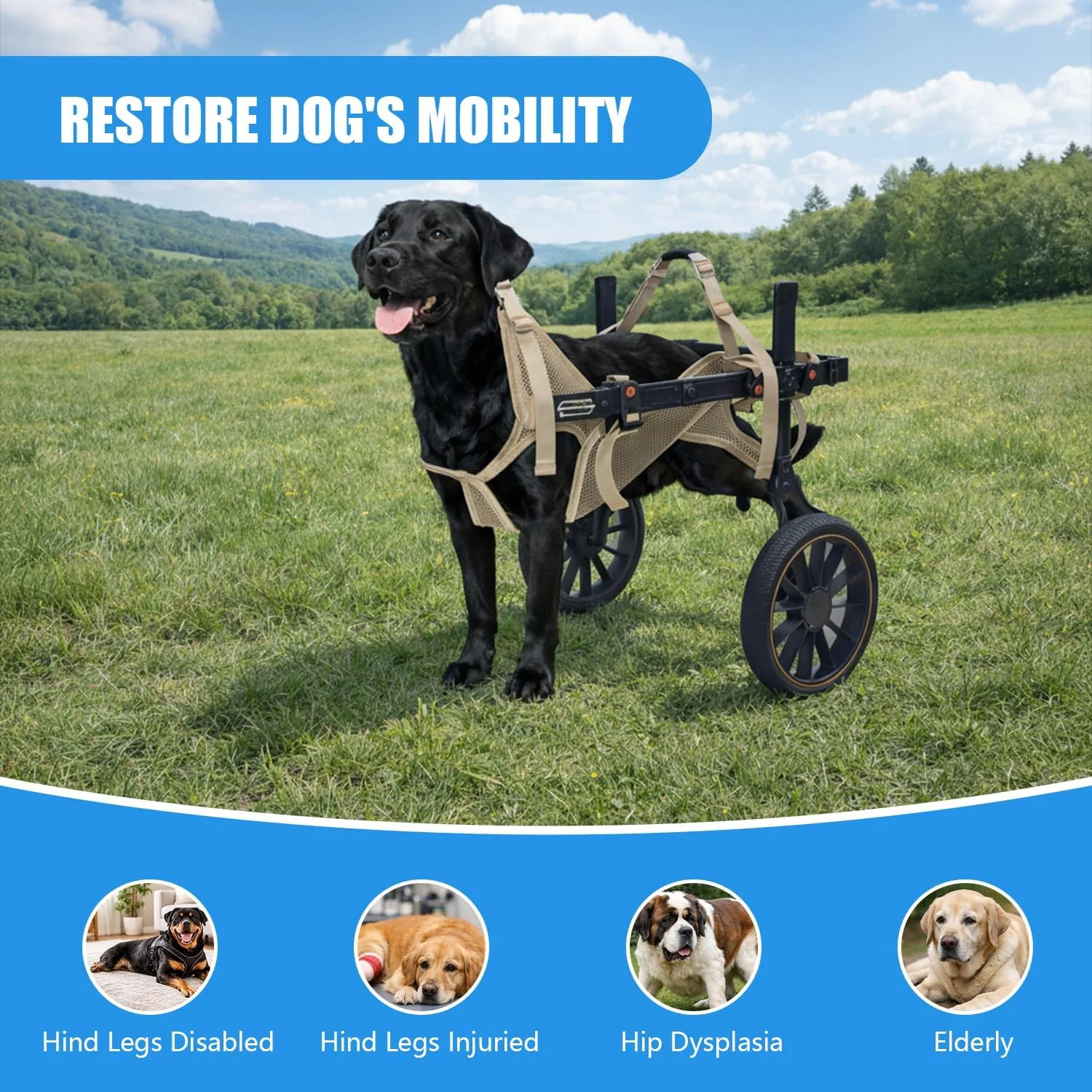 Dog walking on grass using the wheelchair