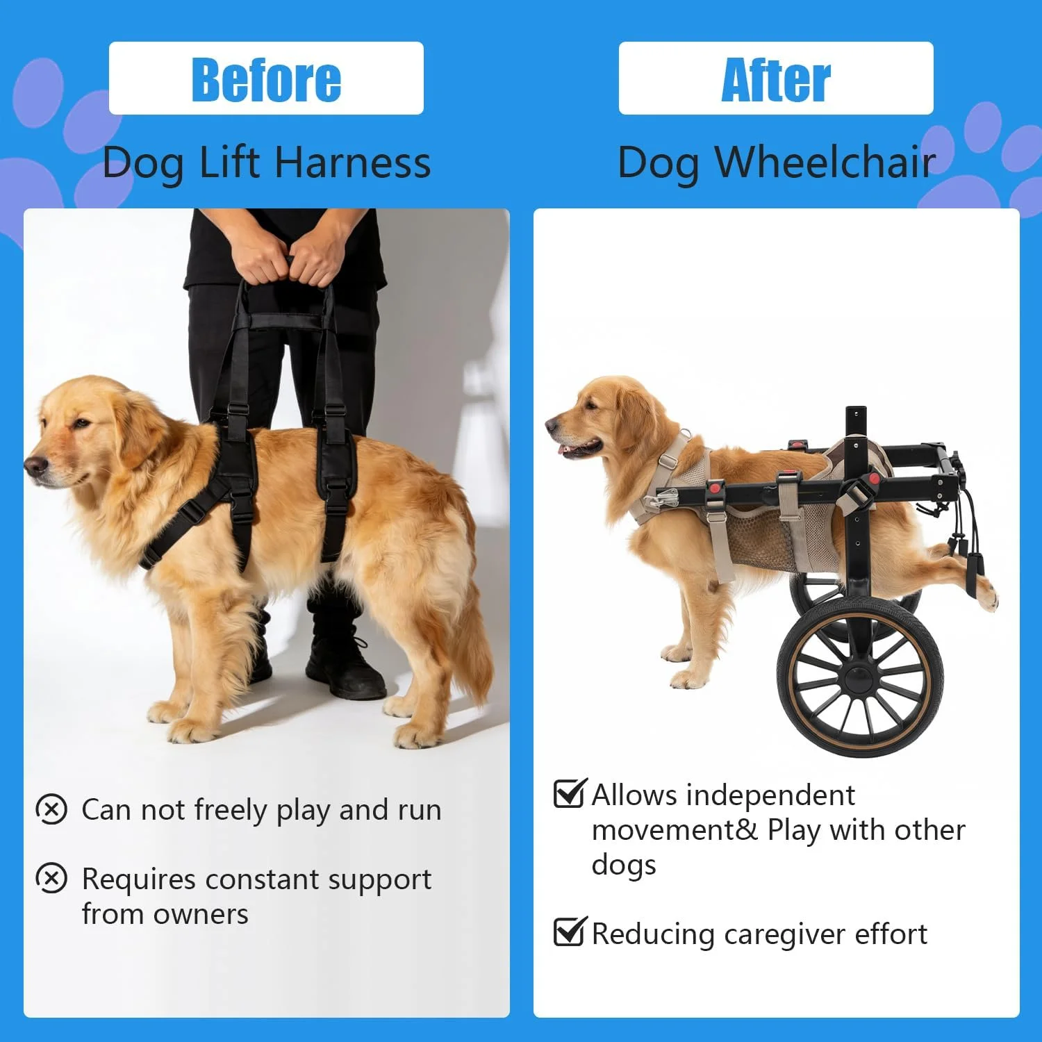 Senior dog happy while using wheelchair