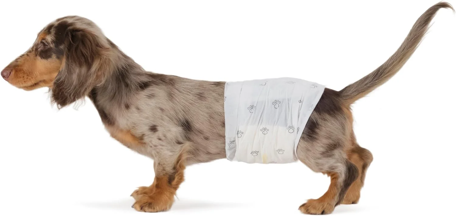 Comfortable senior dog wearing a male wrap