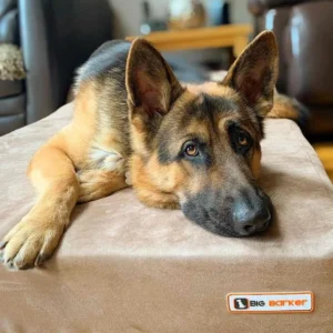 Barker Beds Large Orthopedic Dog Bed - 7" Memory Foam Mattress - 50-70 lbs - Joint Pain & Arthritis Support - Vet Recommended, Washable Cover - Made in USA - 48"x30"x7" - Khaki view 3