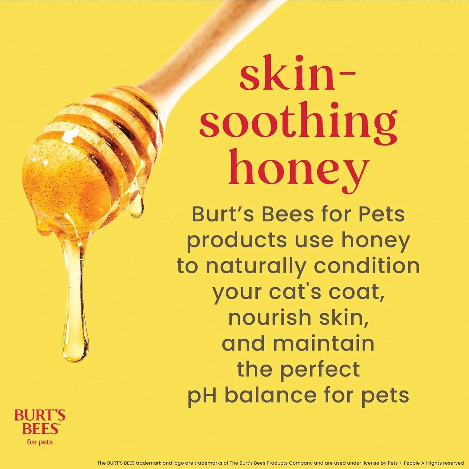 Happy healthy cat grooming routine