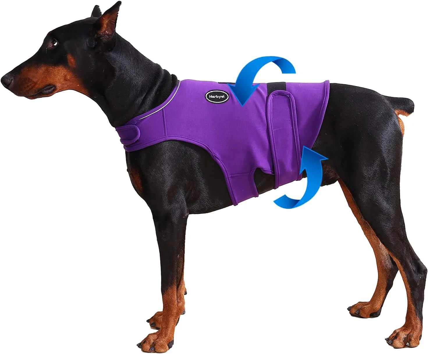 Collection of dog sizes wearing different sized anxiety vests