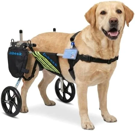 Dog running happily with the support of the wheelchair