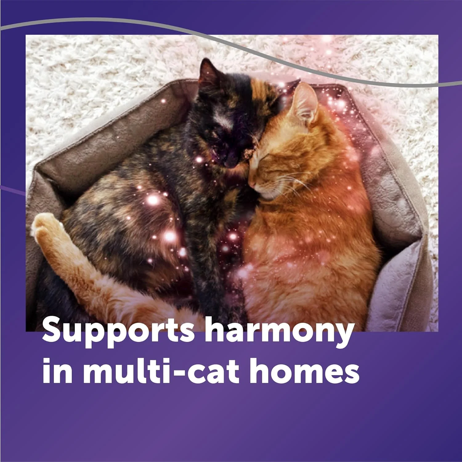 Two cats relaxing together in harmony