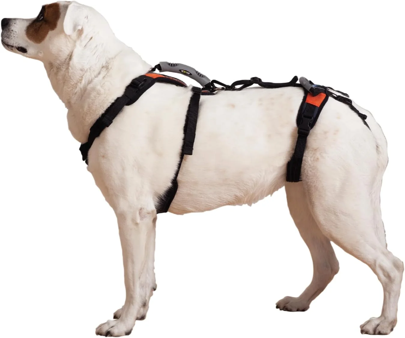 Senior dog wearing Help 'Em Up lift harness for support