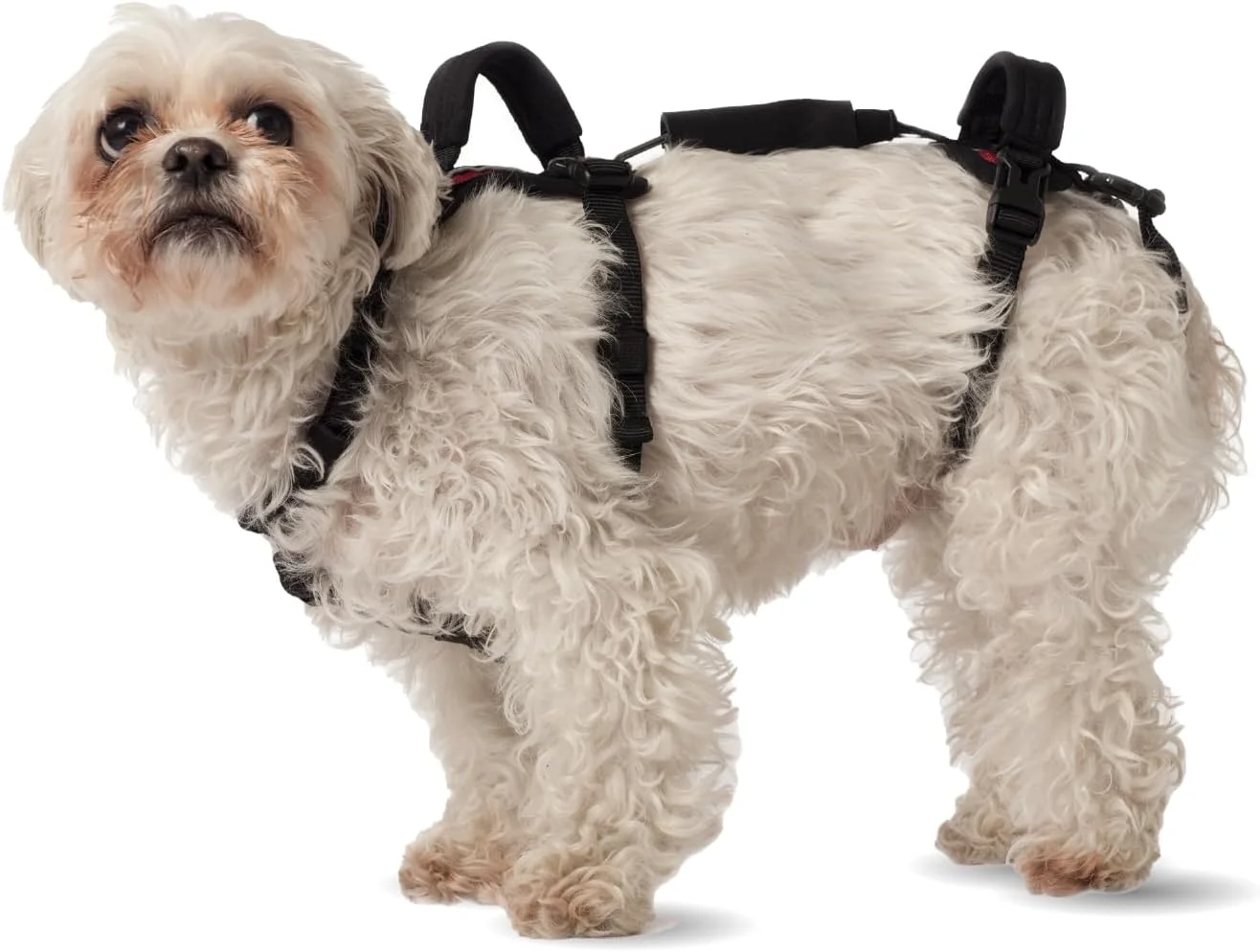 Happy dog wearing harness outside