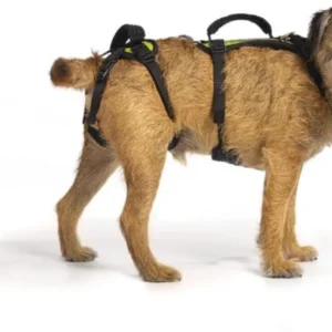 Help 'Em Up® - Dog Lift Harness│ Adjustable Lifting Harness for Dogs │ Full Body Support, Rear Leg Support (Conventional, Medium, 45-80 lbs)