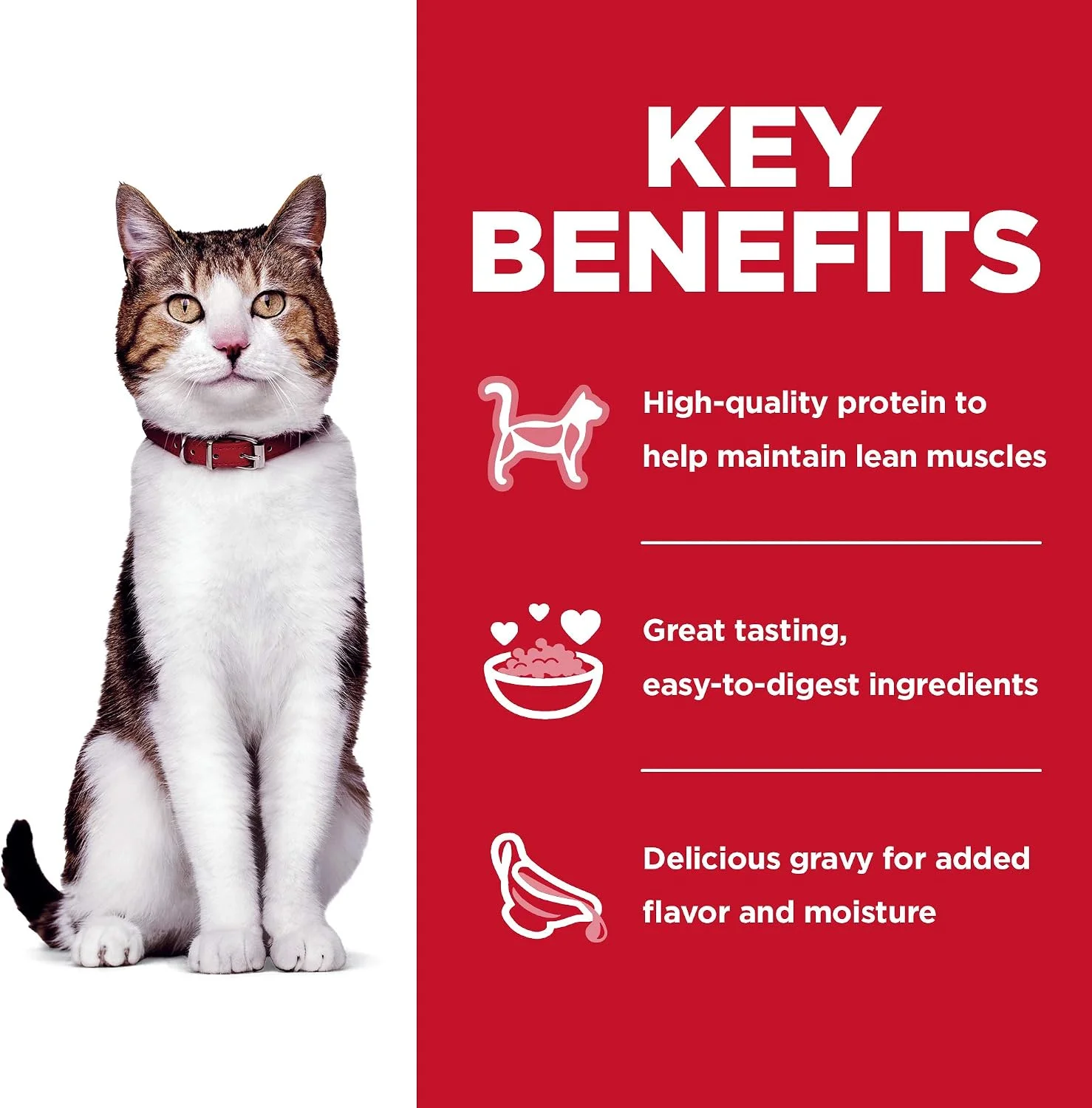 Healthy senior cat playing
