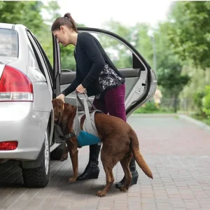 Kurgo Up & About Dog Lifter - Elderly Dog Mobility Aid - Comfortable Padded Chest - Adjustable Support Straps - Lifting Harness for Car Entry & Easy Stair Climbing view 2