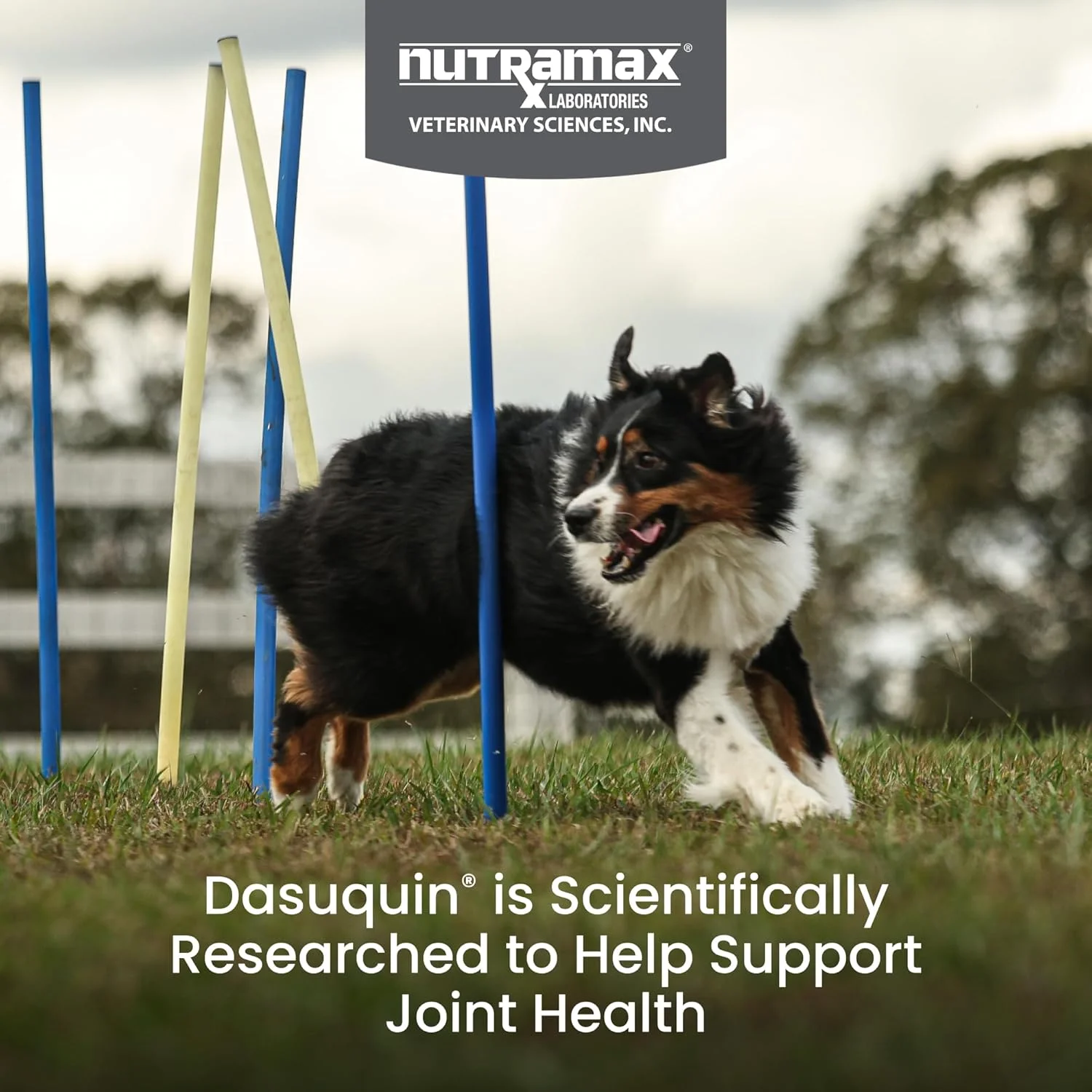 Veterinarian holding a bottle of Dasuquin
