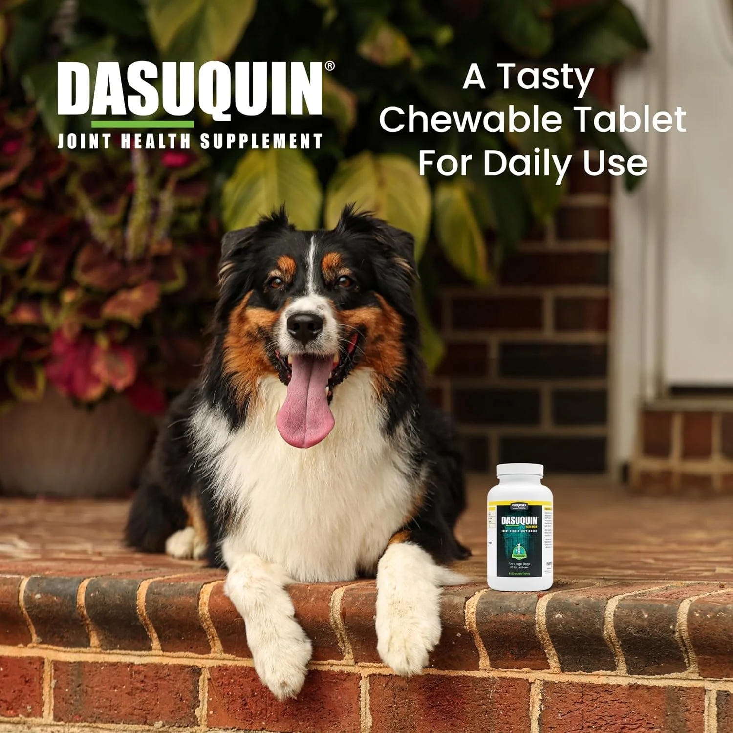 Large dog enjoying a chewable supplement