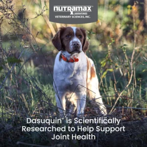 Nutramax Dasuquin for Small to Medium Dogs, Joint Health Supplement, Contains Glucosamine for Dogs, Plus Chondroitin, ASU, MSM and More, Supports Healthy Joints, Soft Chews, 42 Count view 2