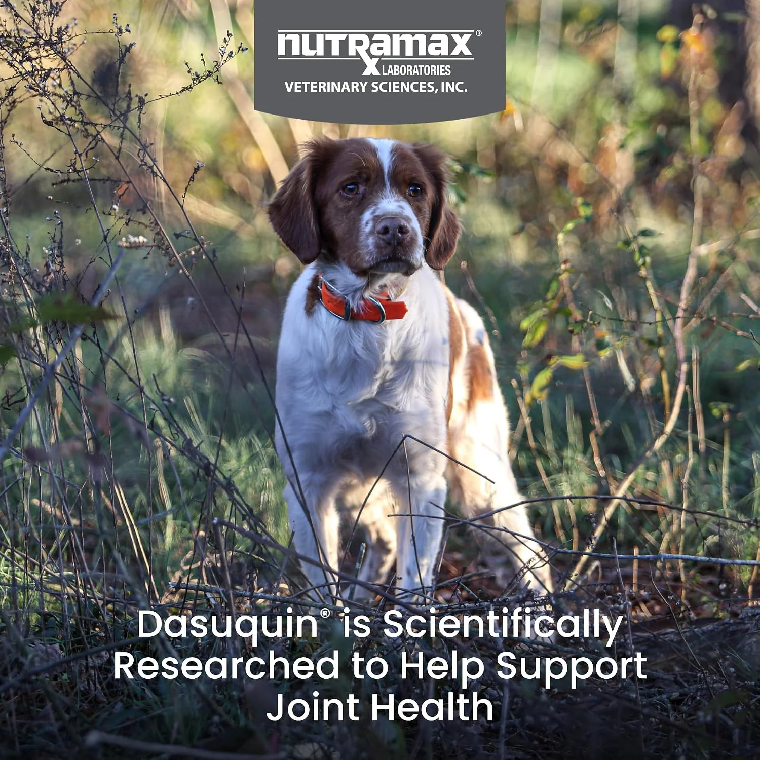 Close up of Dasuquin soft chews