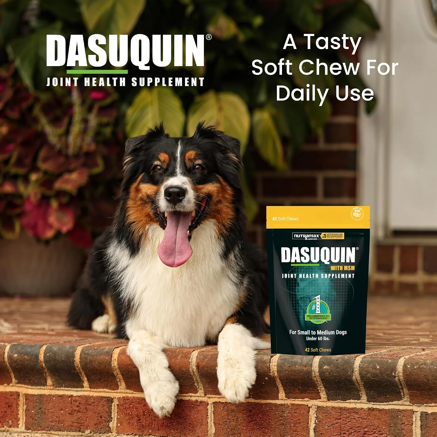 Dog eating a supplement chew