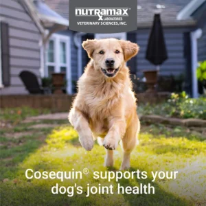 Nutramax Laboratories Cosequin DS Plus MSM Professional Line for Dogs, 60 Soft Chews view 3