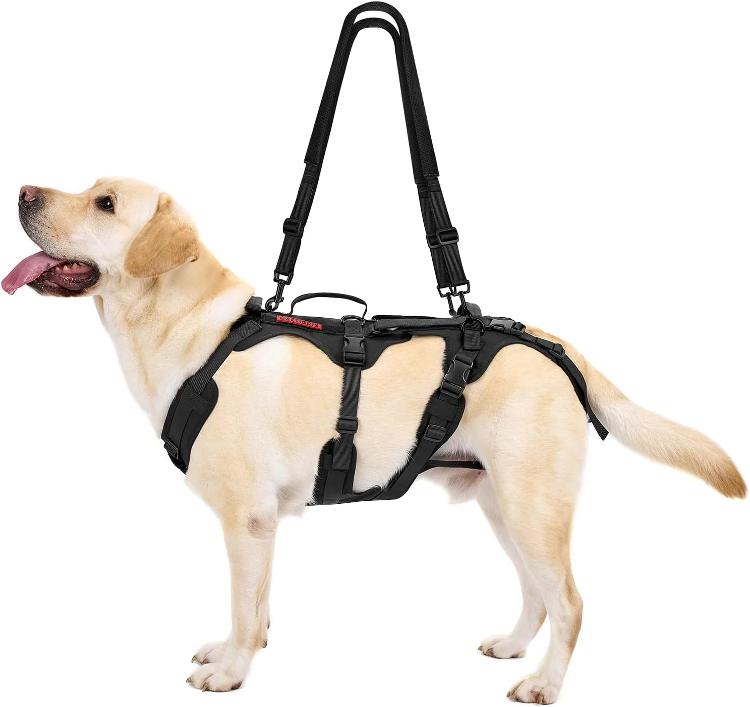 Happy senior dog being supported by owner