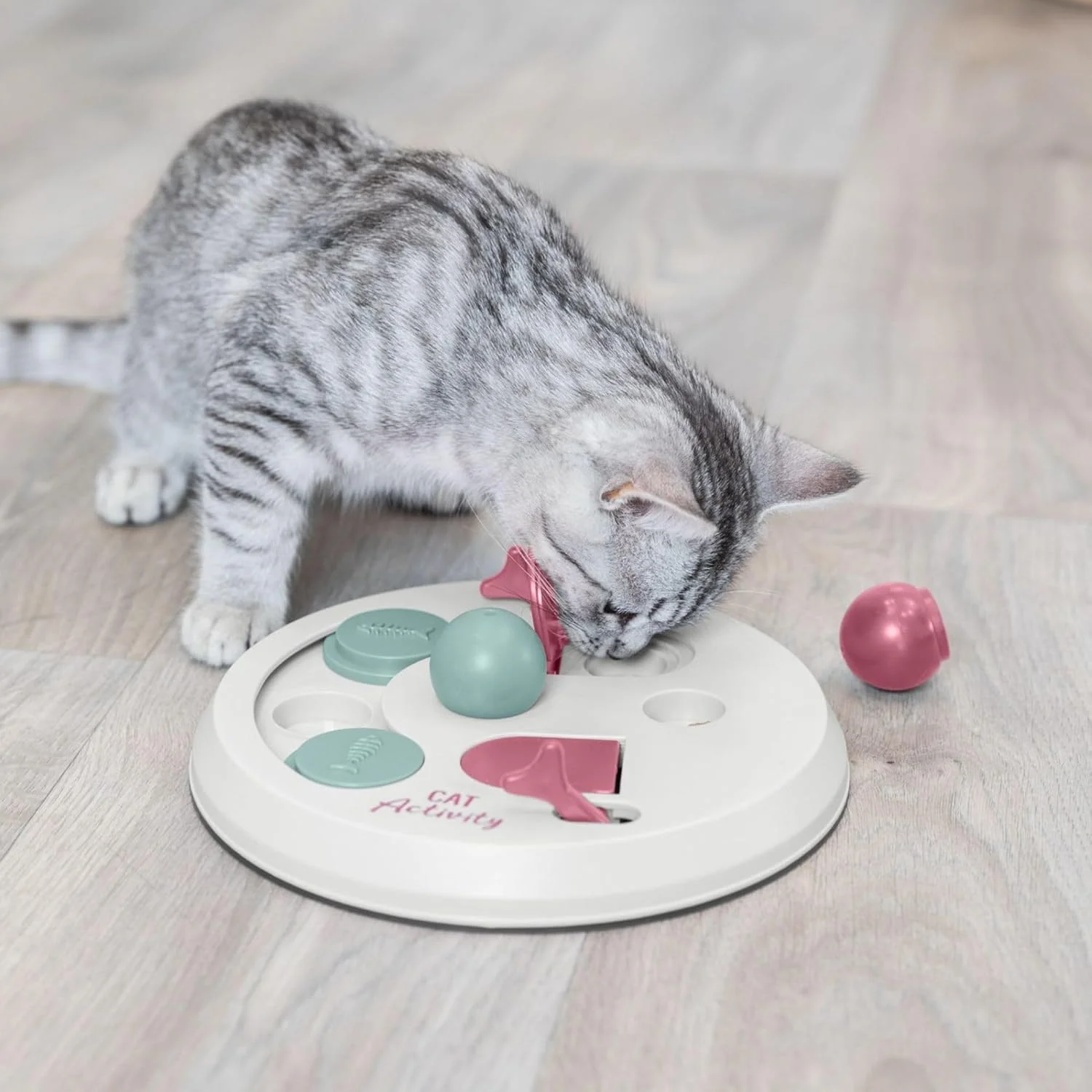 Cat hunting for treats in puzzle toy